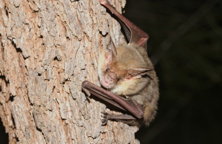 Eastern Long-eared Bat Nyctophilus corbeni EPBC Act: Vulnerable; NC Act: Vulnerable